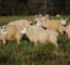 Sheep in the field